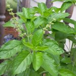a close up of tulsi, also called holy basil, in bloom