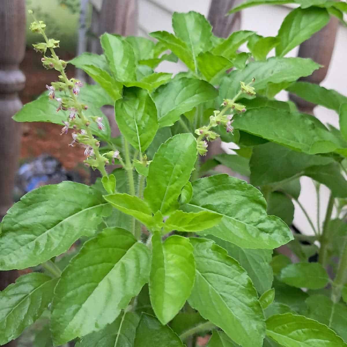 a close up of tulsi, also called holy basil, in bloom