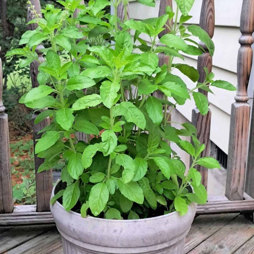 a tulsi or holy basil plant in a pink pot on a deck