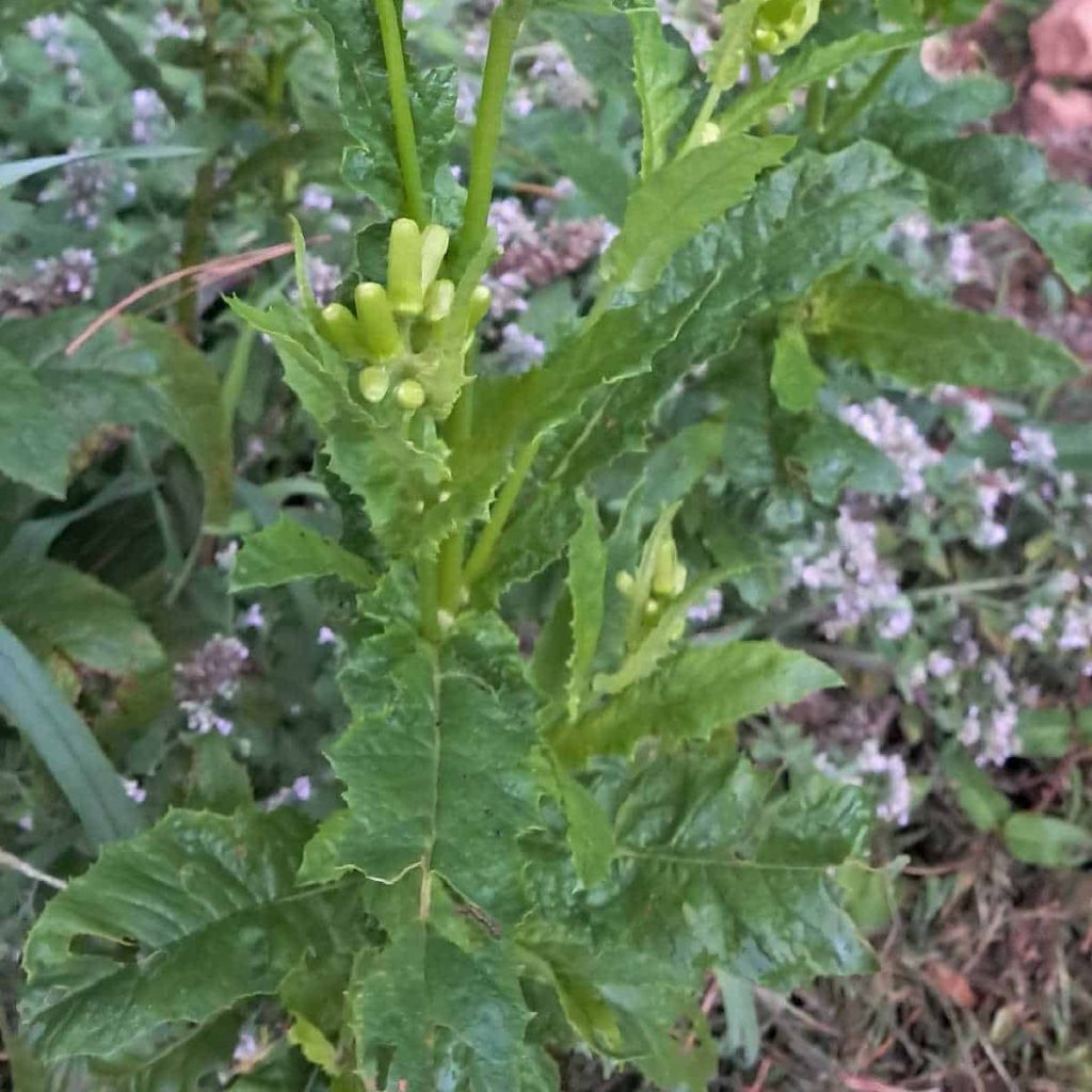 American burnweed leaves and flowers