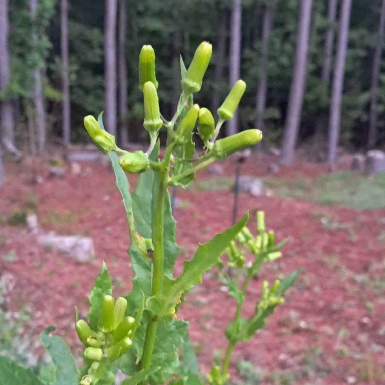 A close up of American burnweed flowers about to bloom.