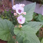 A closeup of marshmallow plant flower.