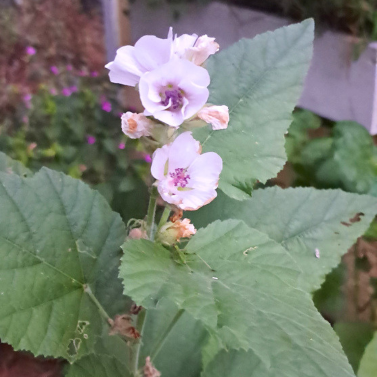 A closeup of marshmallow plant flower.