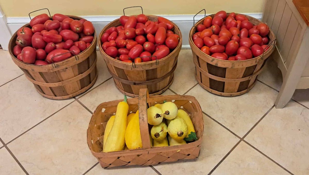 Baskets of summer squash and tomatoes