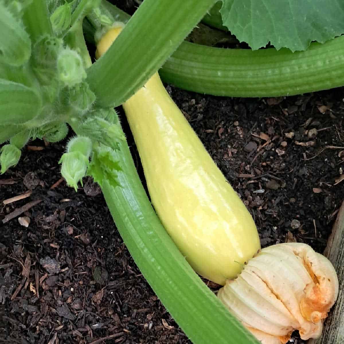 Summer squash