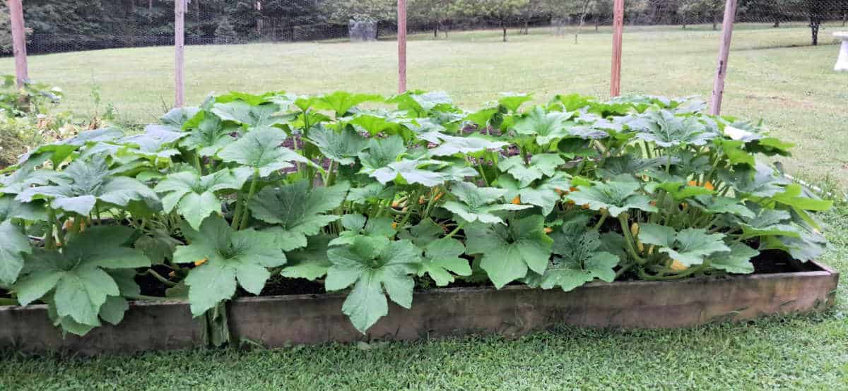 A raised bed with healthy summer squash plants.