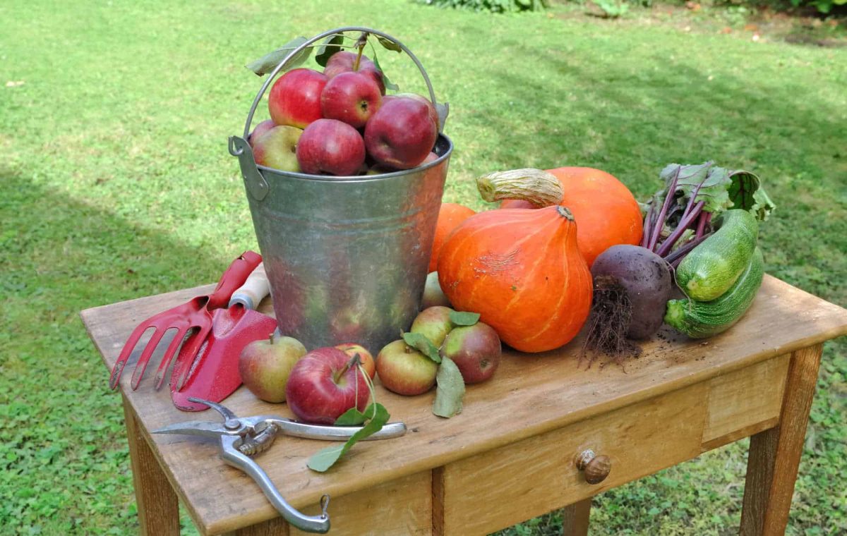 A wooden table containing a zinc pail filled with apples, a pumpkin, squash, gourds, apples, and gardening tools