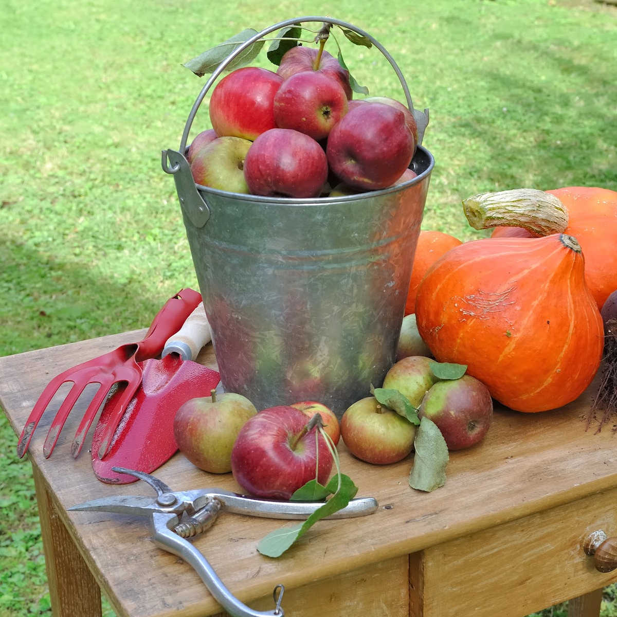 A bench with a zinc pail filled with apples. On the bench, squash, apples, and gardening tools