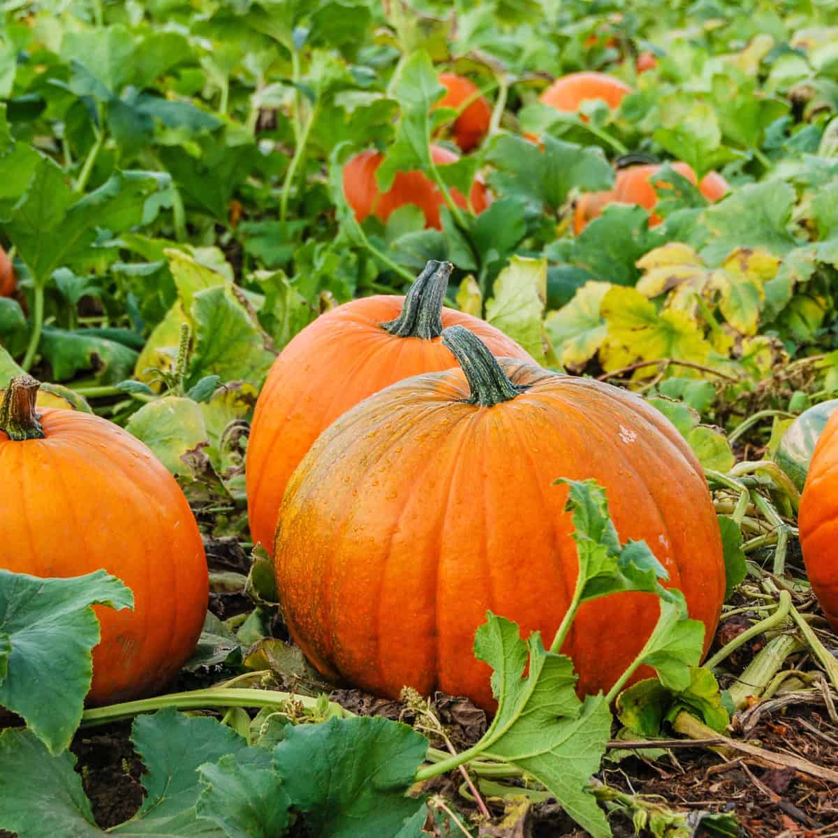 Pumpkins in the pumpkin patch