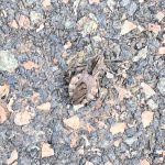 An assassin bug, blending into the roadway