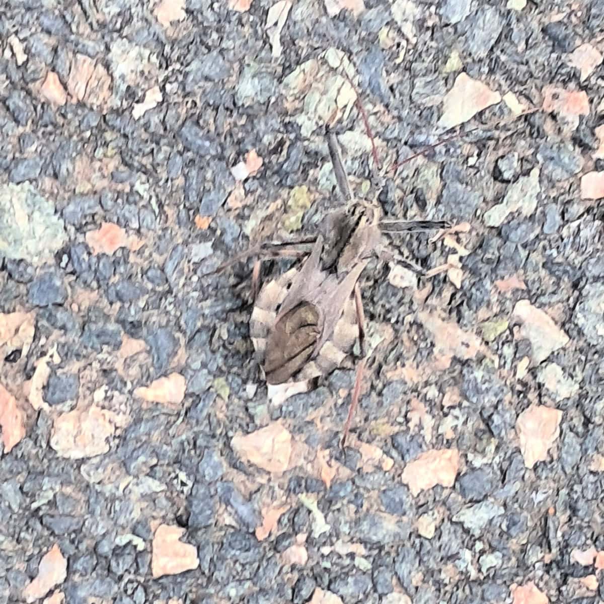 An assassin bug, blending into the roadway