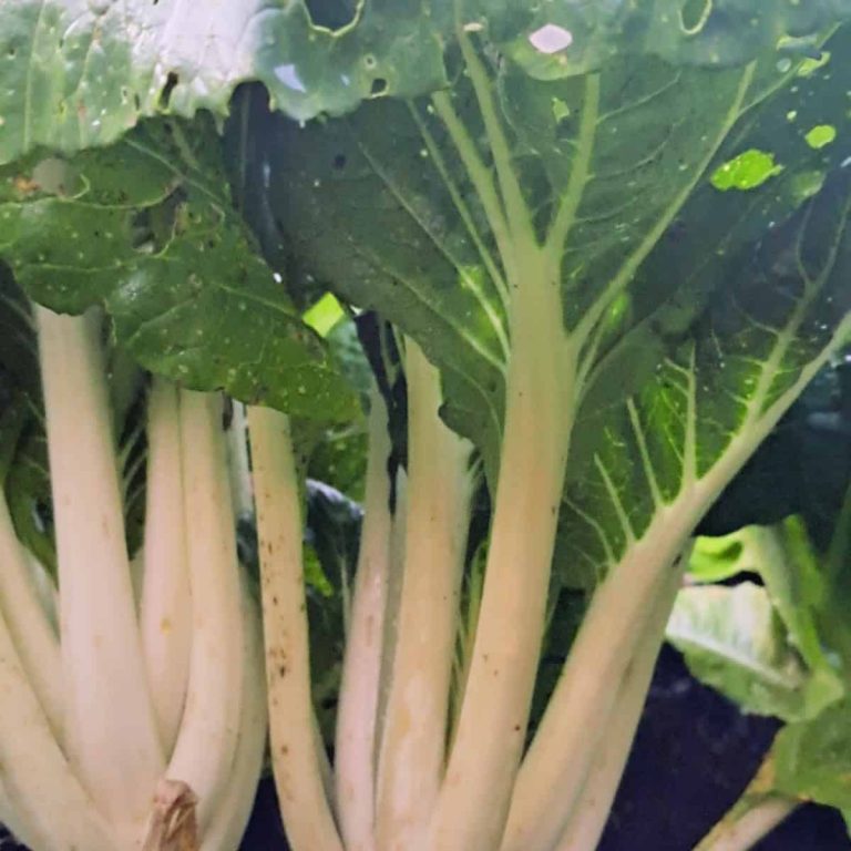 A head of bok choy growing in my garden.