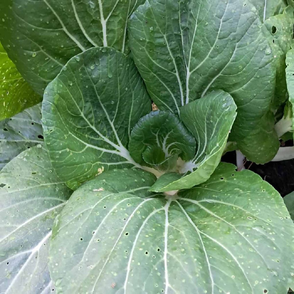 Bok choy leaves photographed from above