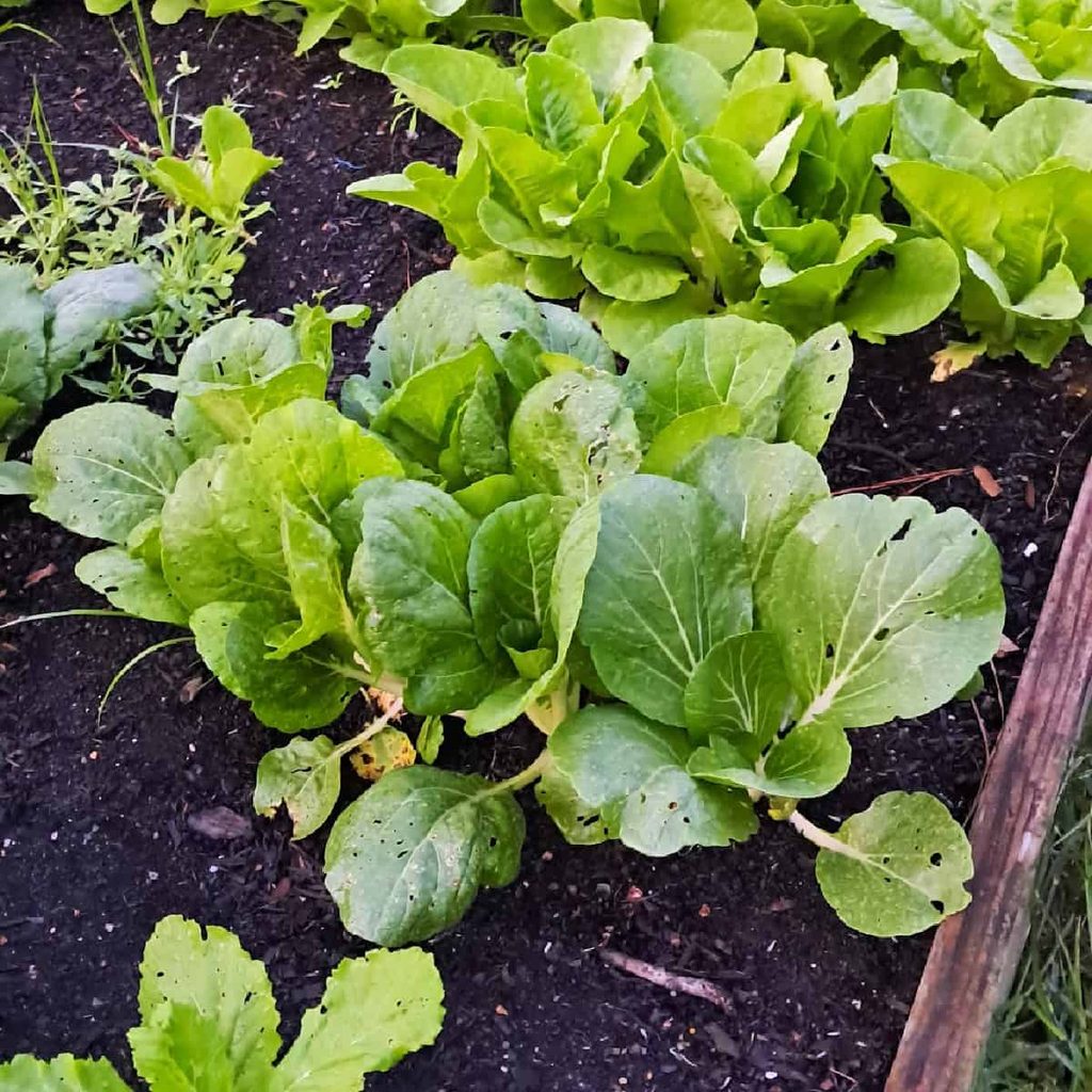 A row of bok choy growing in a raised bed garden.