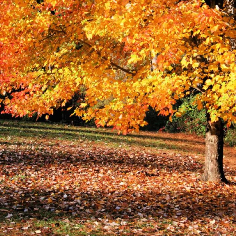A sugar maple tree cover in autumn leaves