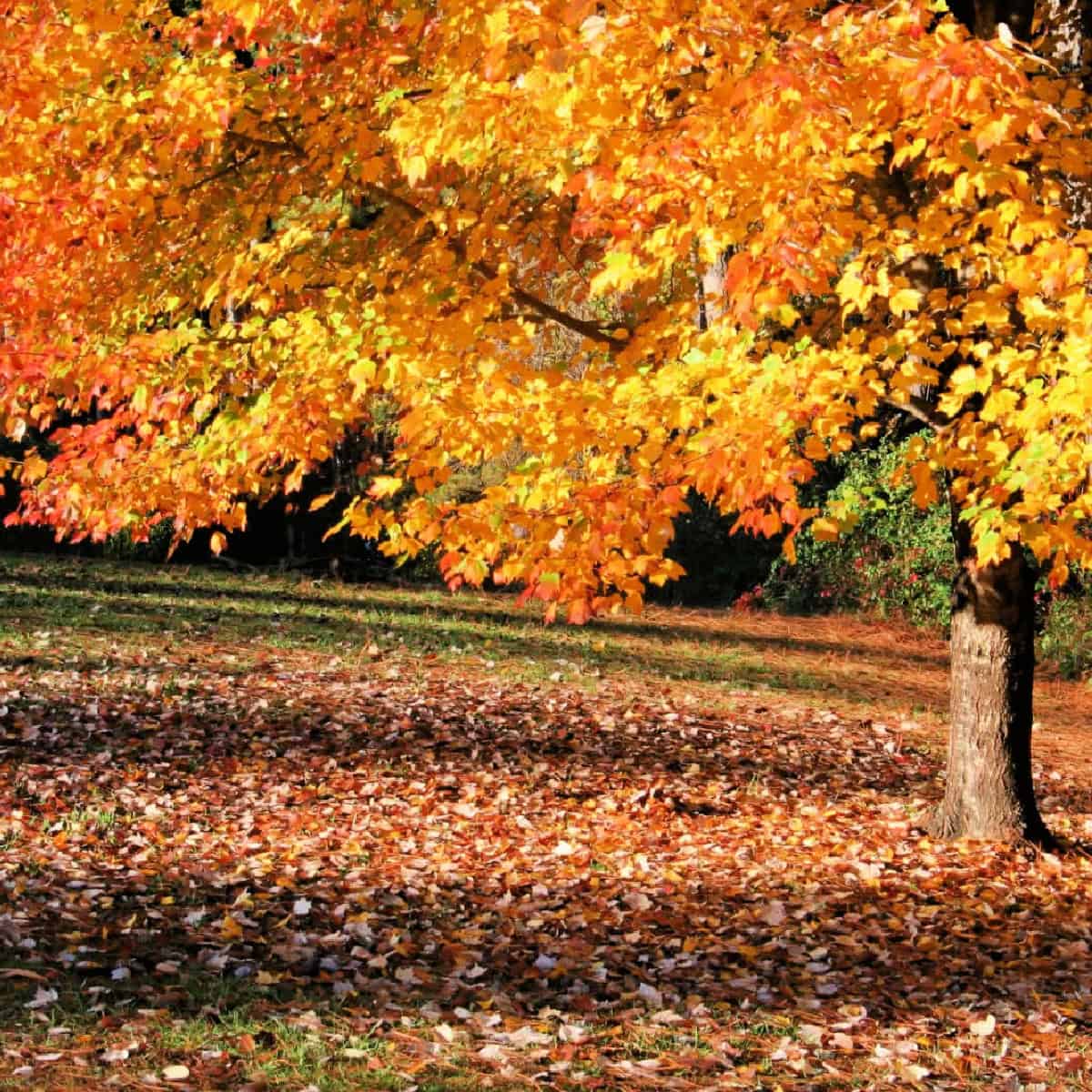 A sugar maple tree cover in autumn leaves