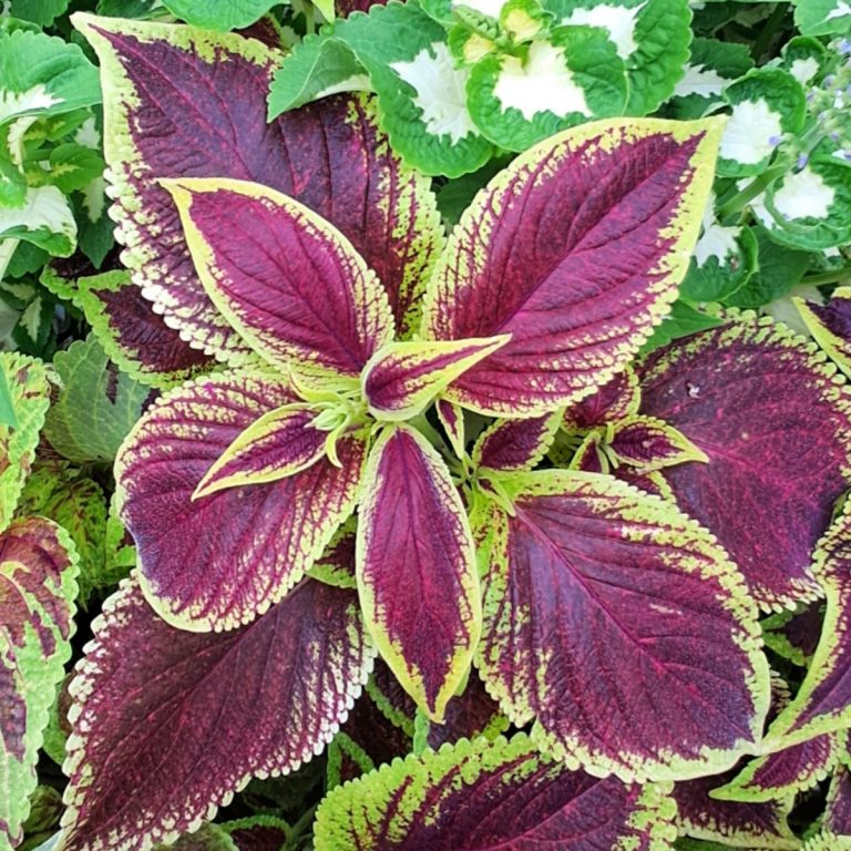 A closeup of a red coleus leaf edged in green