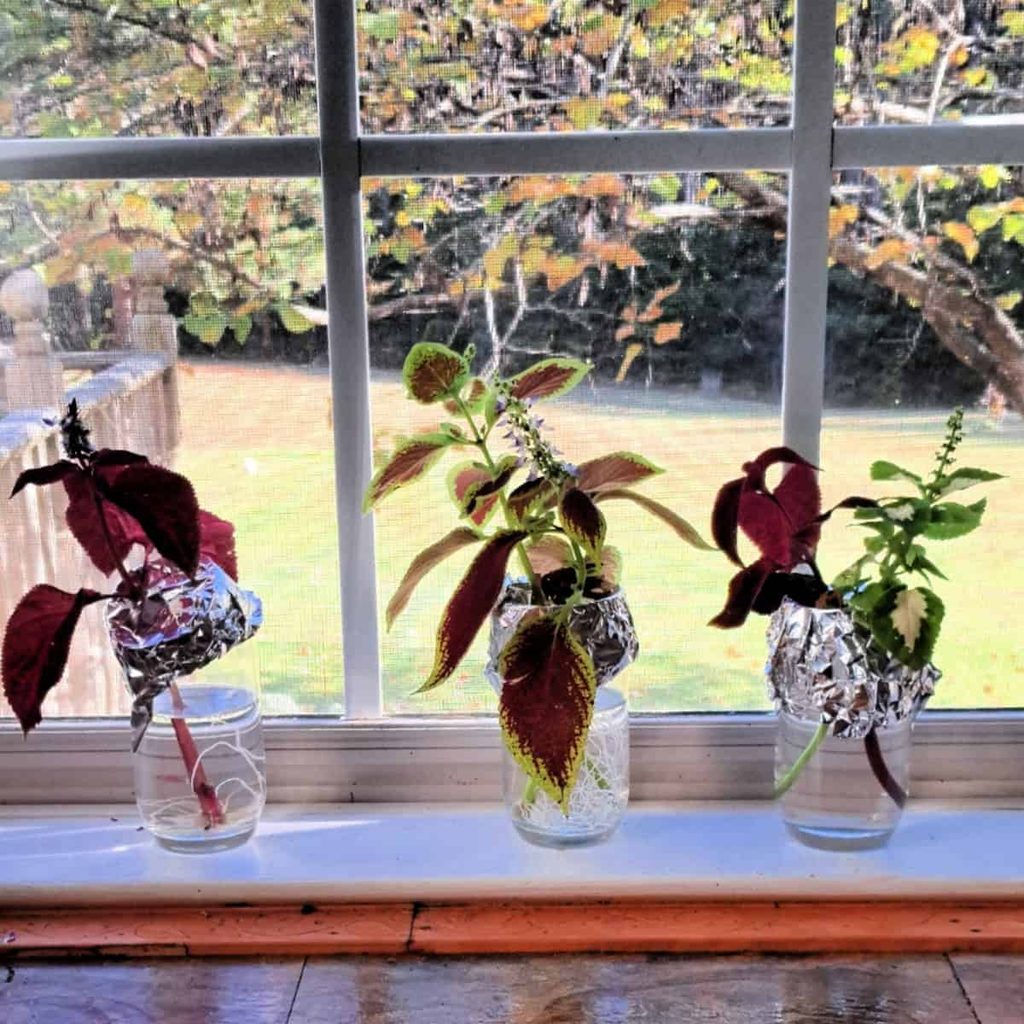 Three glasses of water, with coleus plants growing roots in them, on a sunny windowsill.
