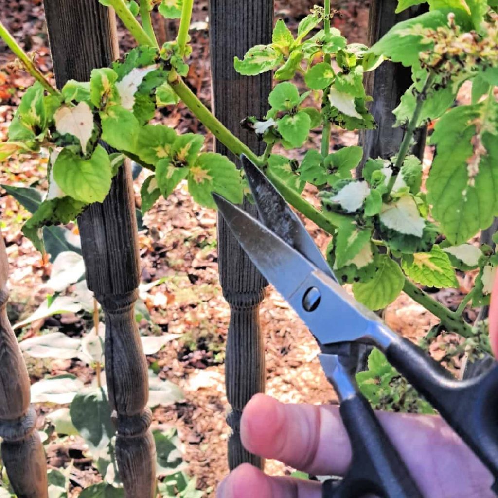 A person taking a cutting of a coleus stem with a pair of scissors.